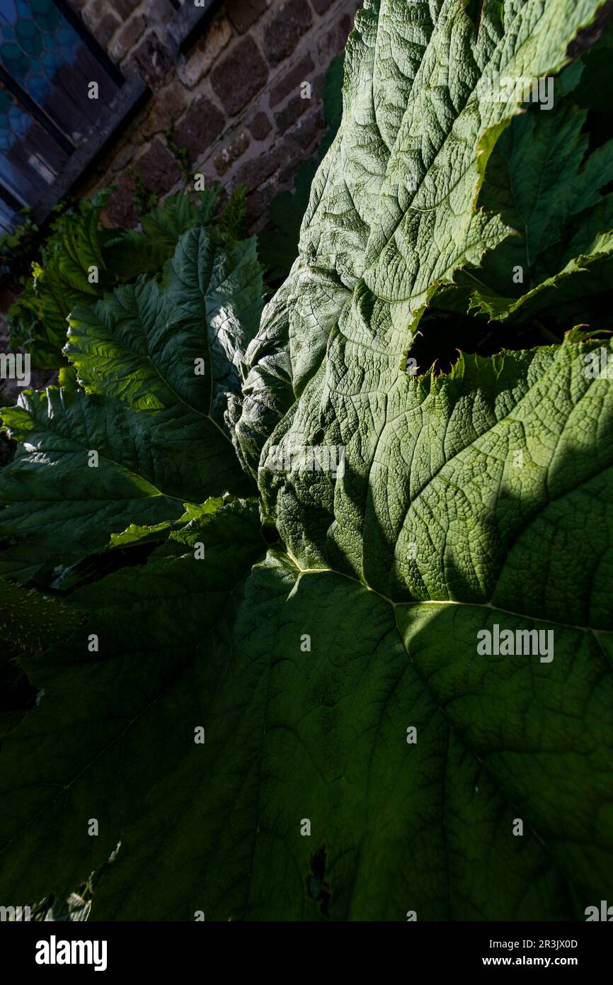 Usines de Gunnera à Brockweir sur la rivière Wye, Angleterre. Banque D'Images