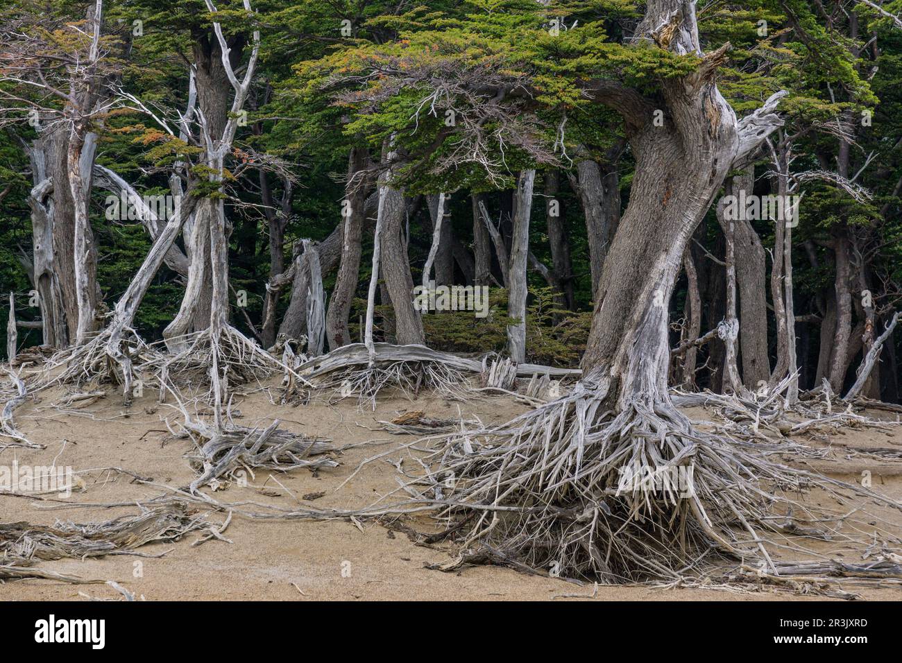 bosque de hayas australes, -Lenga-, Nothofagus pumilio, El Chalten, parque nacional Los Glaciares, republica Argentina, Patagonie, cono sur, Amérique du Sud. Banque D'Images