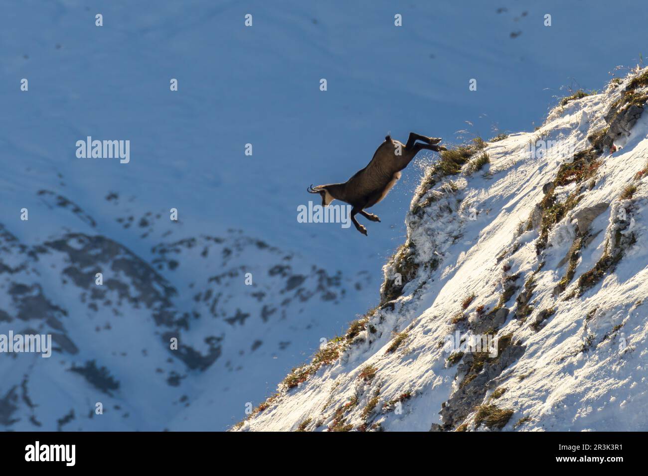 Chamois sautant sur la montagne de la falaise tôt le matin neige Banque D'Images