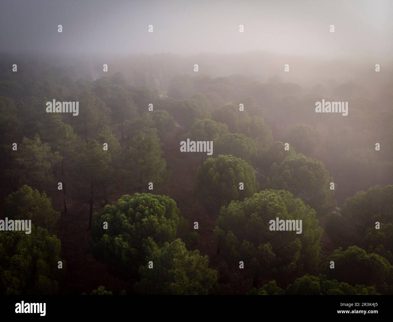 Extraction de résine dans une forêt de Pinus pinaster, Montes de Coca, Segovia, Espagne. Banque D'Images