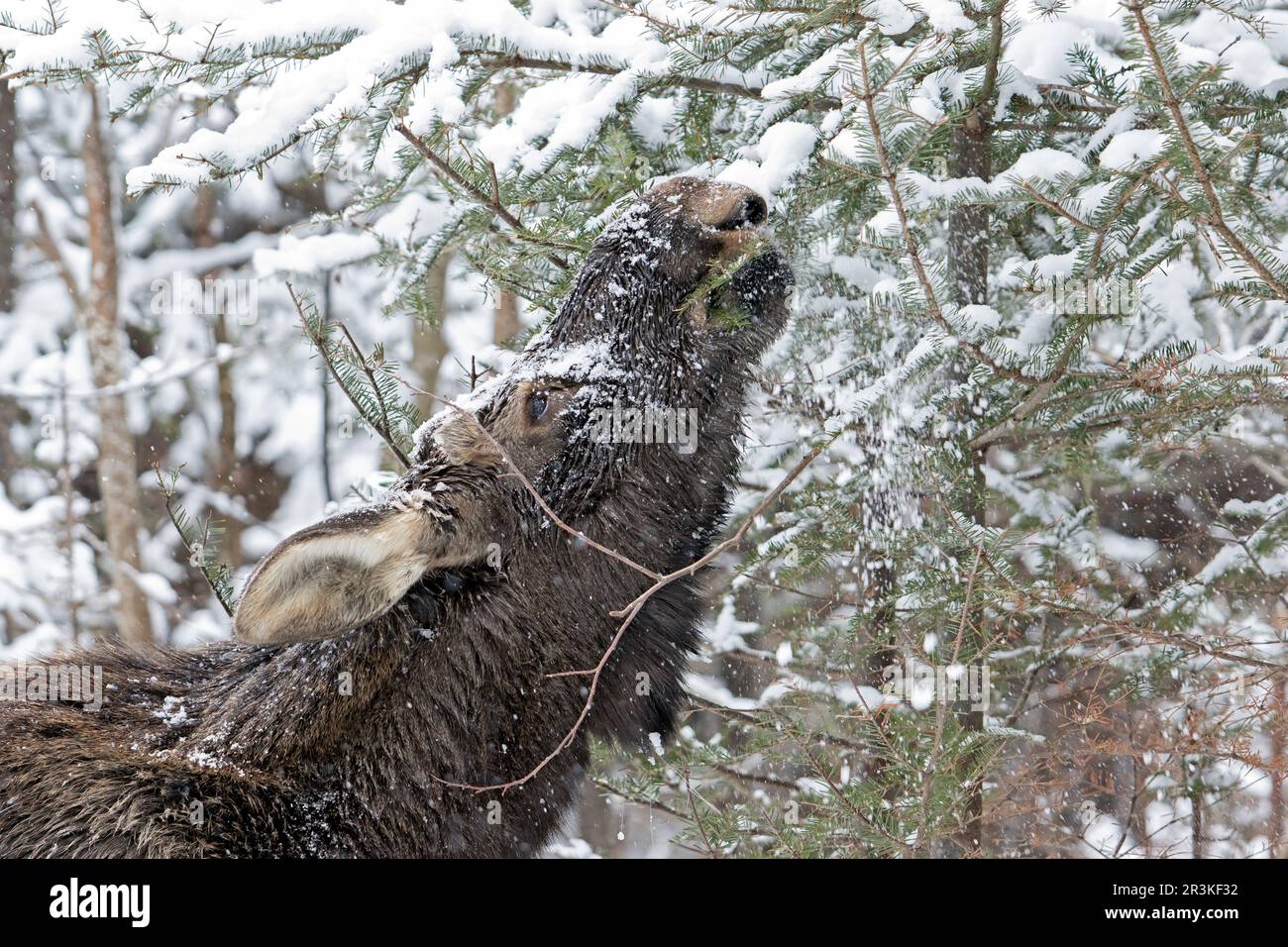 Orignal de l'est (Alces americanus), homme de dix mois. Orignal mangeant des rameaux de baumier dans une forêt enneigée. Parc de la Gaspésie. Québec. Canada Banque D'Images