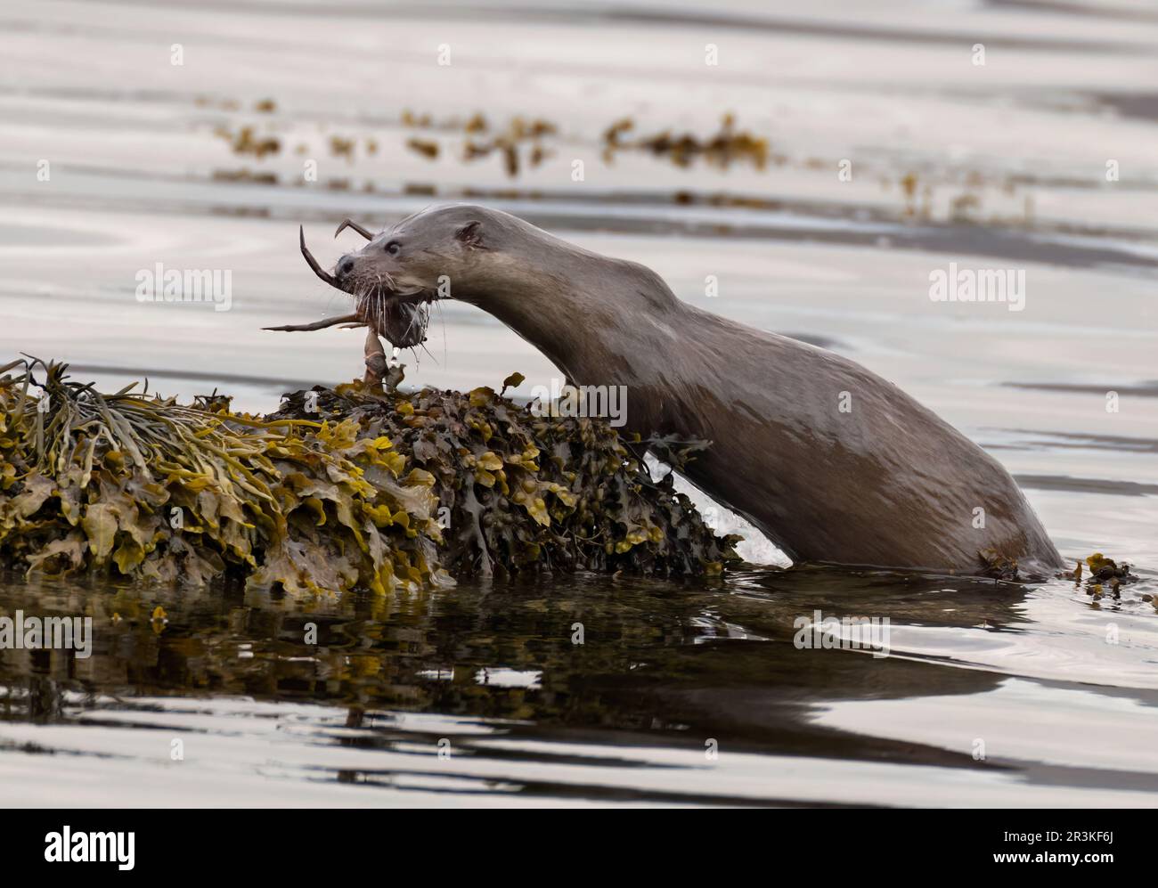 Chien sauvage Otter (Lutra lutra) arrivant à terre avec un crabe sur l'île de Mull, en Écosse Banque D'Images