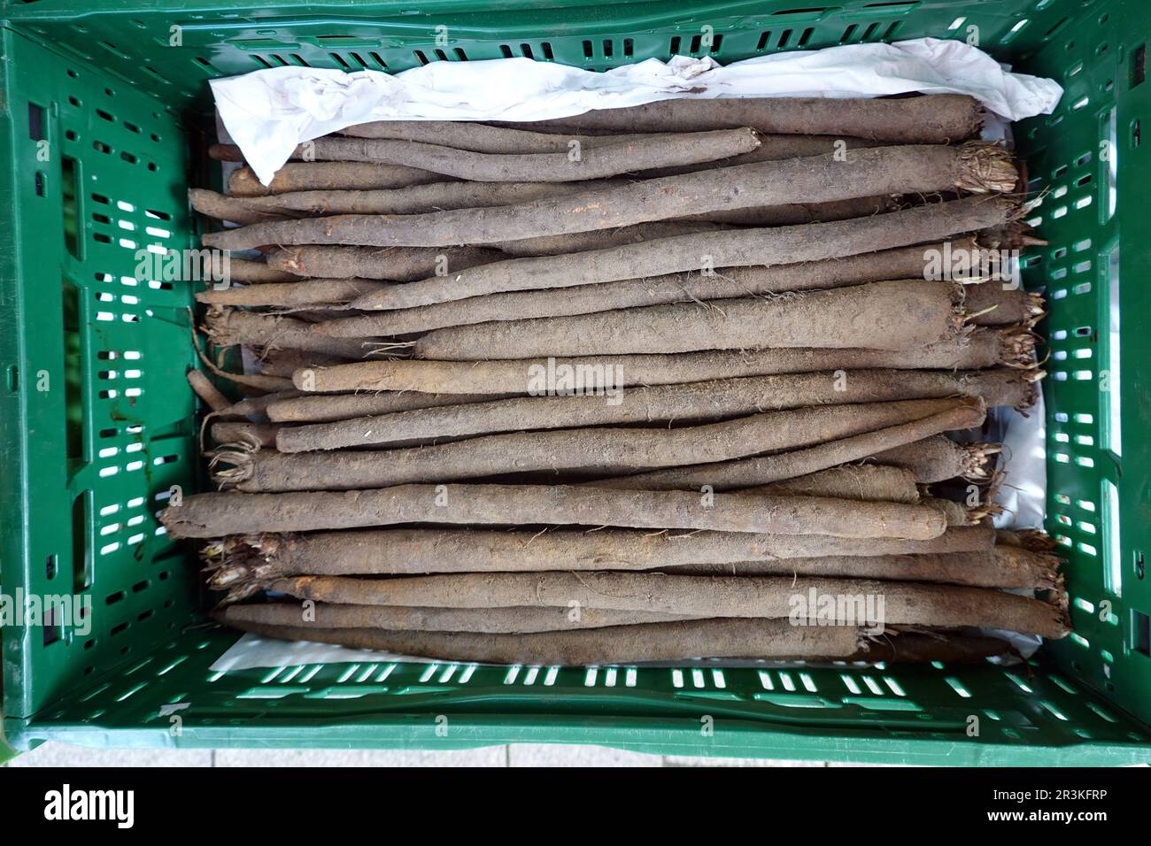 La racine noire du jardin (Scorzonera hispanica) au marché hebdomadaire, Basse-Saxe, Allemagne, Hannoversch Münden Banque D'Images