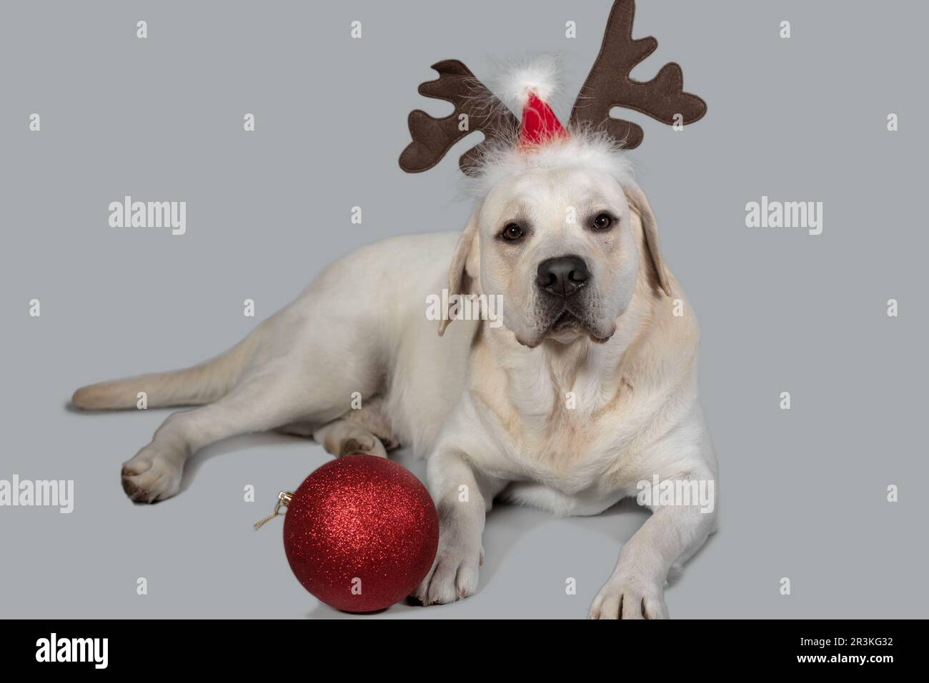 Labrador fauve du nouvel an avec décoration sous forme de cornes de cerfs et de chapeaux de père Noël Banque D'Images