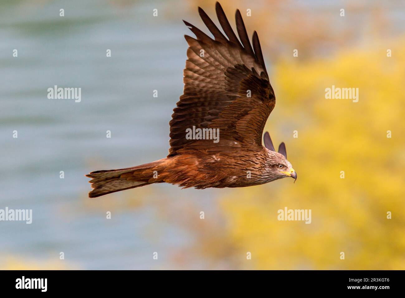 Le cerf-volant noir (Milvus migrans) en vol, canton de Genève, Suisse Photo  Stock - Alamy