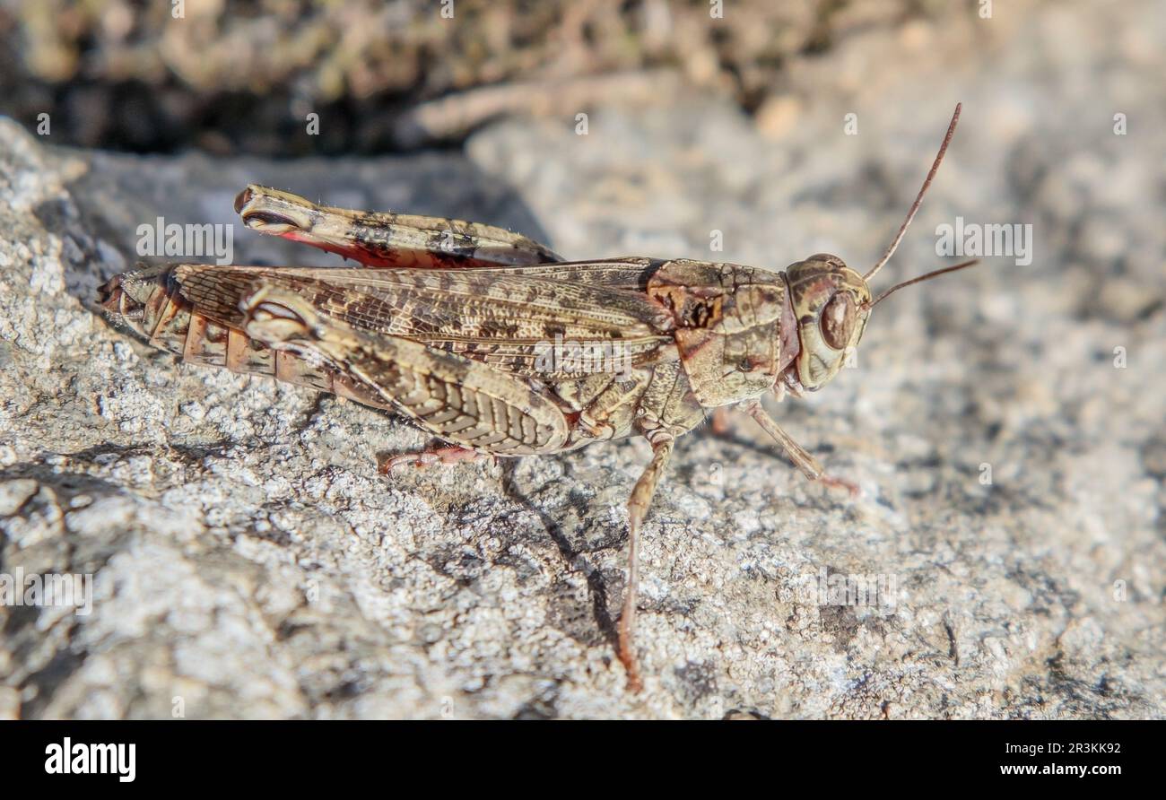 Le cricket italien de beauté 'Callipamus italicus'. Banque D'Images