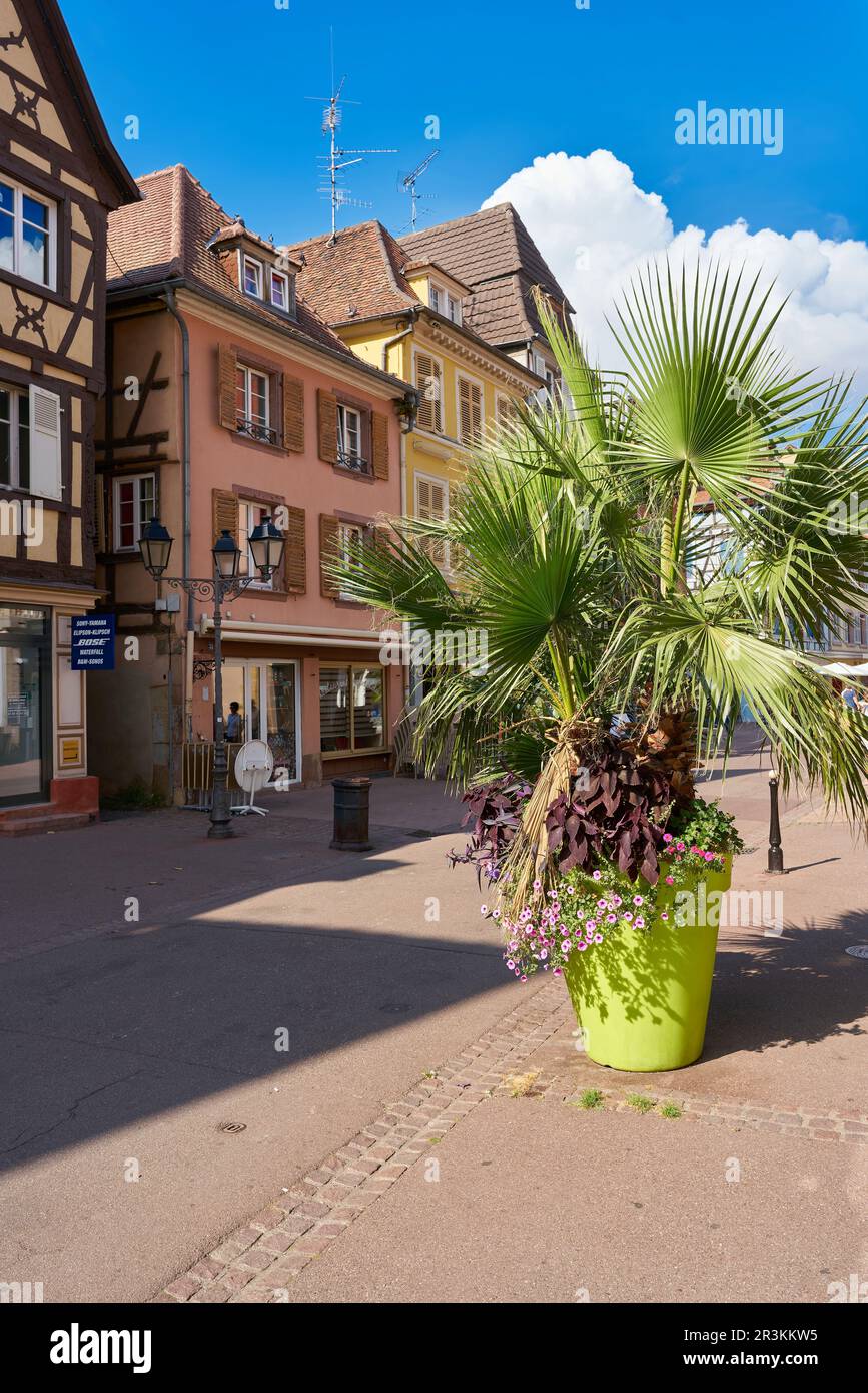 Rue commerçante de la vieille ville de Colmar en France avec un palmier comme décoration devant un sto Banque D'Images