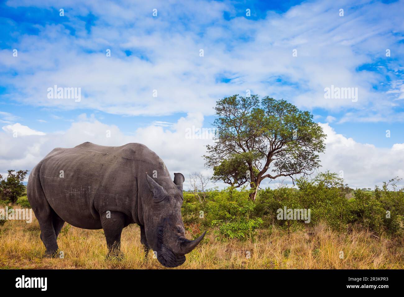 Rhinocéros blanc africain avec corne puissante sur son nez se brisent