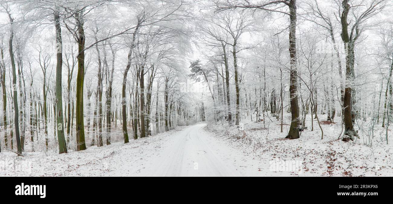 Paysage d'hiver. Chemin d'hiver et d'arbres couverts de neige Banque D'Images