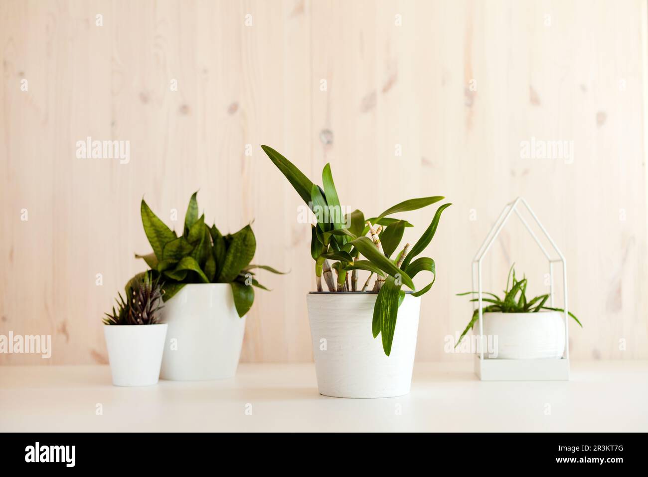 plantes vertes avec pot blanc à la maison de table. Collection de divers succs. Maison en pot Banque D'Images