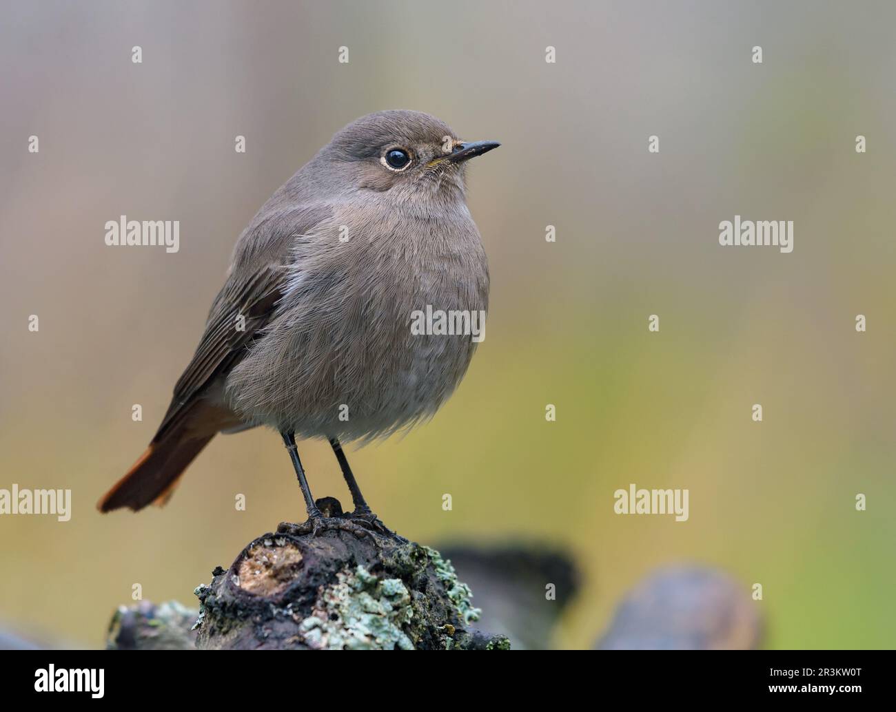Redstart noire femelle (phoenicurus ochruros) gros plan d'oiseau perché sur des branches de lichen Banque D'Images