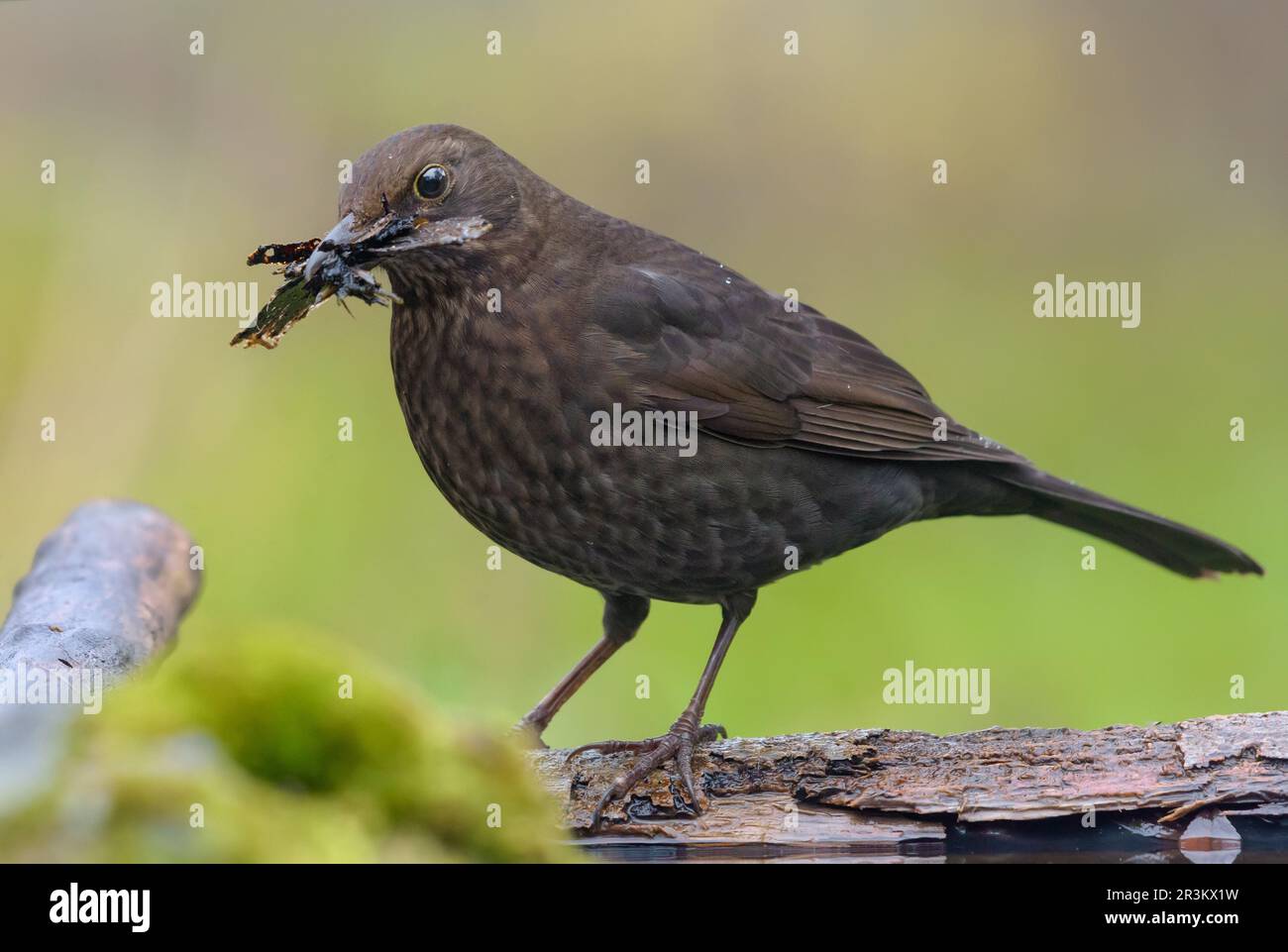 Oiseau-noir commun (turdus merula) avec le matériau de construction pour son nid dans le bec posant près d'un étang d'eau sur terre mossy Banque D'Images