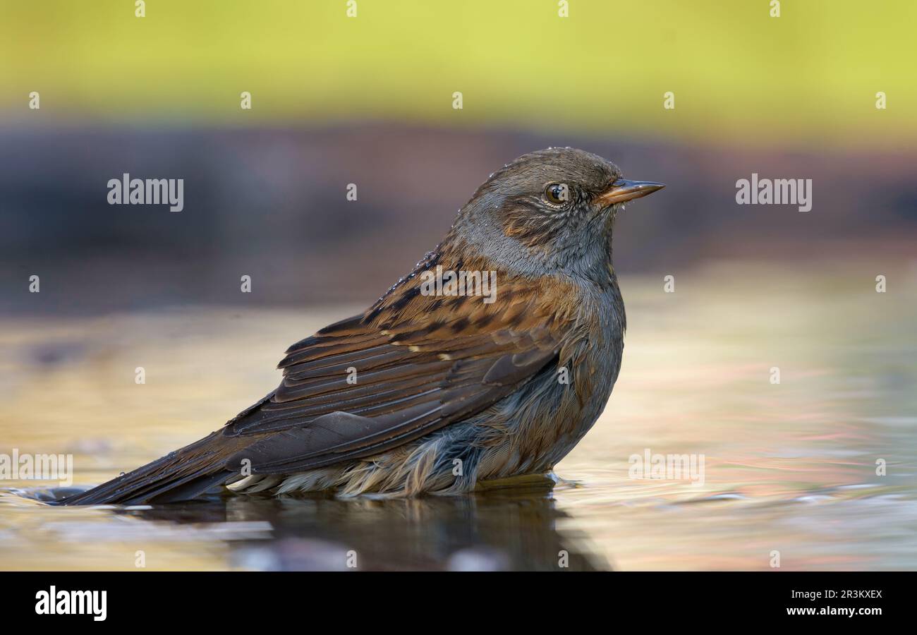 Dunnock (prunella modularis) se baignant dans un étang d'eau avant la saison de migration Banque D'Images
