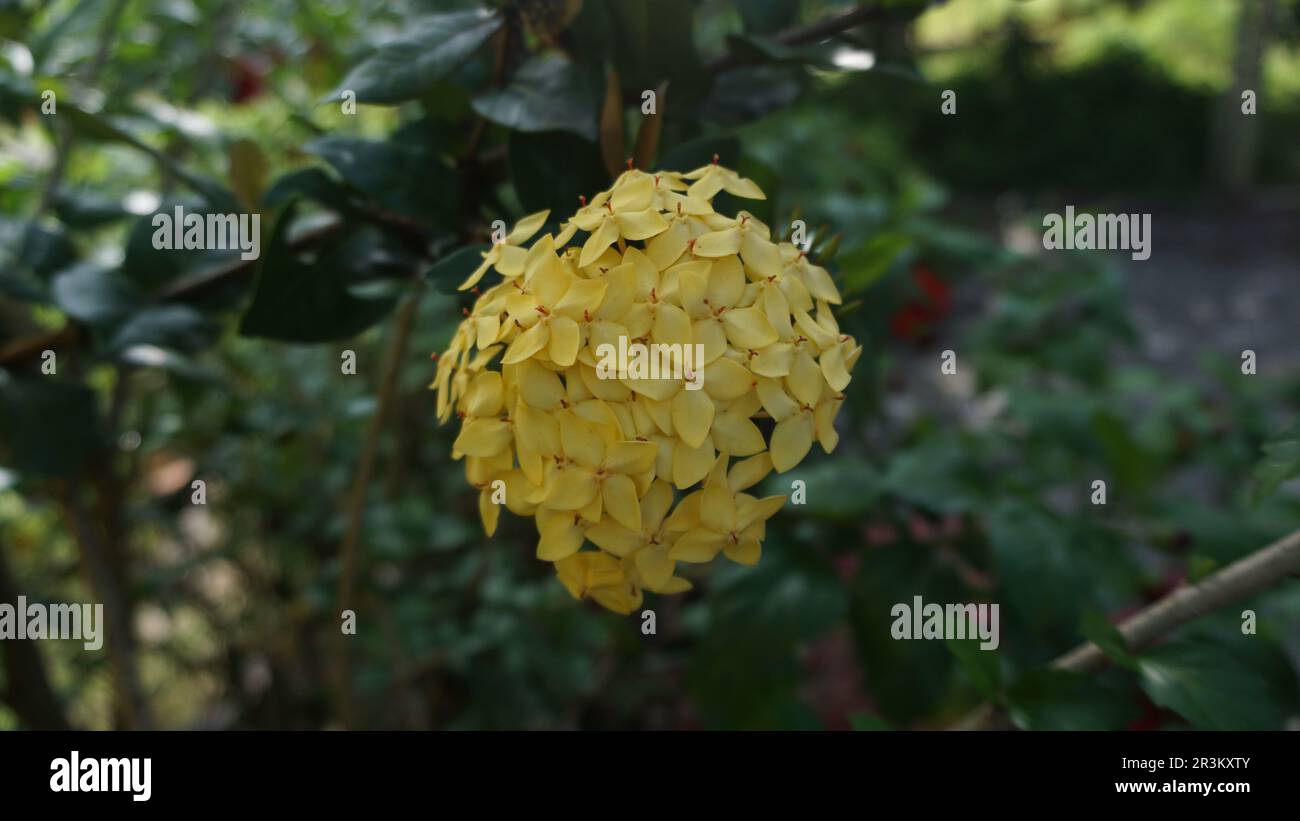Gros plan de la plante à fleurs jaunes appelée Ixora Chinese et appelée Soka en Indonésie. La beauté de la fleur chinoise d'ixora en pleine floraison. Banque D'Images Gros plan de la plante à fleurs jaunes appelée Ixora Chinese et appelée Soka en Indonésie. La beauté de la fleur chinoise d'ixora en pleine floraison. Banque D'Images