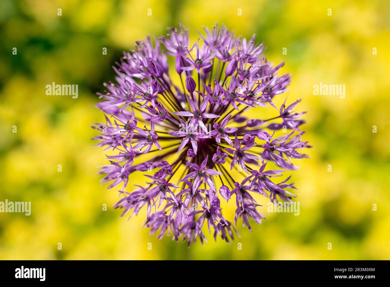 Une image en gros plan d'une seule tête de fleur d'oignon, Allium CESP, en pleine floraison. La tête de fleur pourpre est fixée contre une plante à floraison jaune à faible croissance Banque D'Images