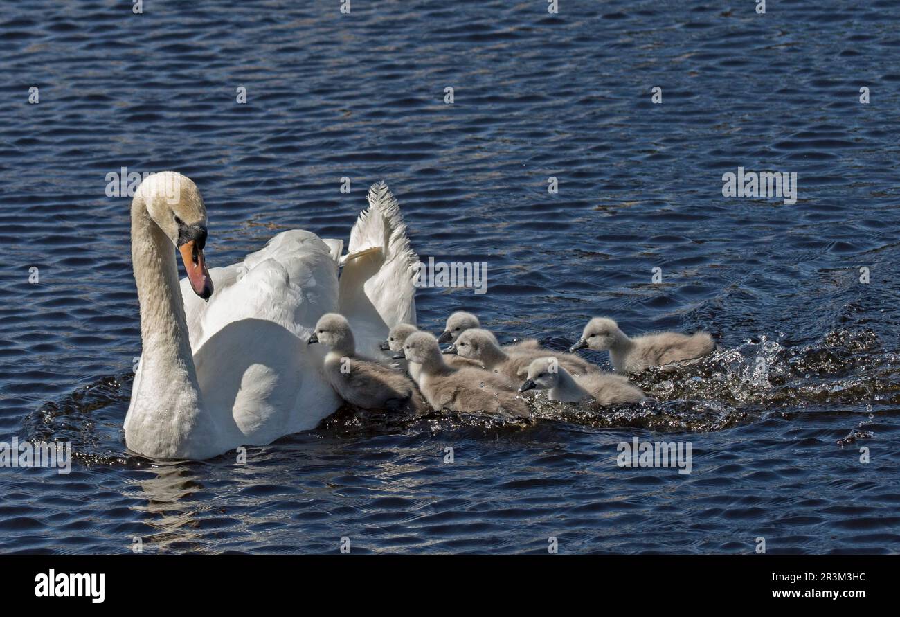 Shore, Leith, Édimbourg, Écosse, Royaume-Uni. 24 mai 2023. Nagez d'abord pour les Cygnets de Cygne muet depuis leur nid situé sur l'eau de Leith. Après une brise froide tôt le matin, le soleil se déplaçait pour réchauffer la mère Mute Swan et ses cygnets et après une préparation de litte de brindilles mobiles autour peut-être pour aider l'entrée et de retour à l'eau à 11,05am, elle mena huit des neuf cygnets à l'eau pour la première fois. Celui qui reste est né ce matin seulement. Après exactement 10 minutes, elle a mené les jeunes à nouveau au nid Credit: Arch White/alamy Live news. Banque D'Images