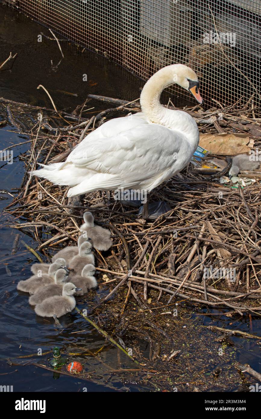 Shore, Leith, Édimbourg, Écosse, Royaume-Uni. 24 mai 2023. Nagez d'abord pour les Cygnets de Cygne muet depuis leur nid situé sur l'eau de Leith. Après une brise froide tôt le matin, le soleil se déplaçait pour réchauffer la mère Mute Swan et ses cygnets et après une préparation de litte de brindilles mobiles autour peut-être pour aider l'entrée et de retour à l'eau à 11,05am, elle mena huit des neuf cygnets à l'eau pour la première fois. Celui qui reste est né ce matin seulement. Après exactement 10 minutes, elle a mené les jeunes à nouveau au nid Credit: Arch White/alamy Live news. Banque D'Images