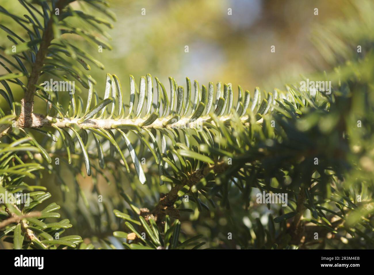 Abies koreana, sapin coréen, feuilles Banque D'Images
