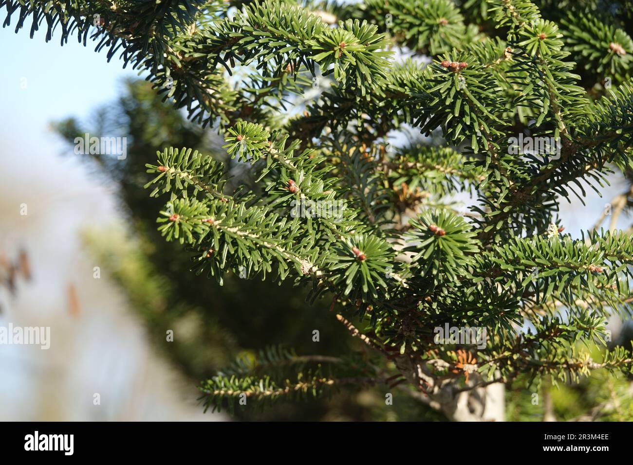 Abies koreana, sapin coréen, feuilles Banque D'Images