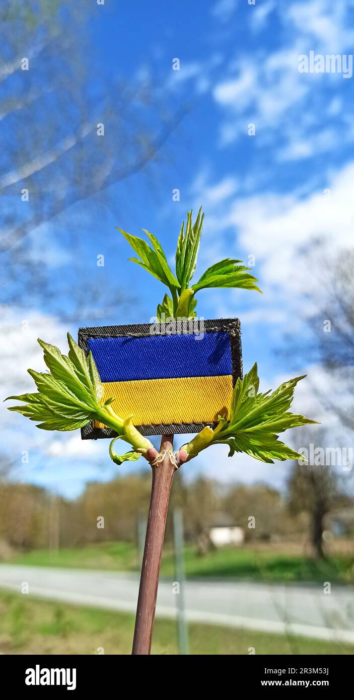 Drapeau ukrainien dans branche d'arbre de printemps. Lutte de l'Ukraine contre la Russie. Symbole de l'Ukraine Banque D'Images