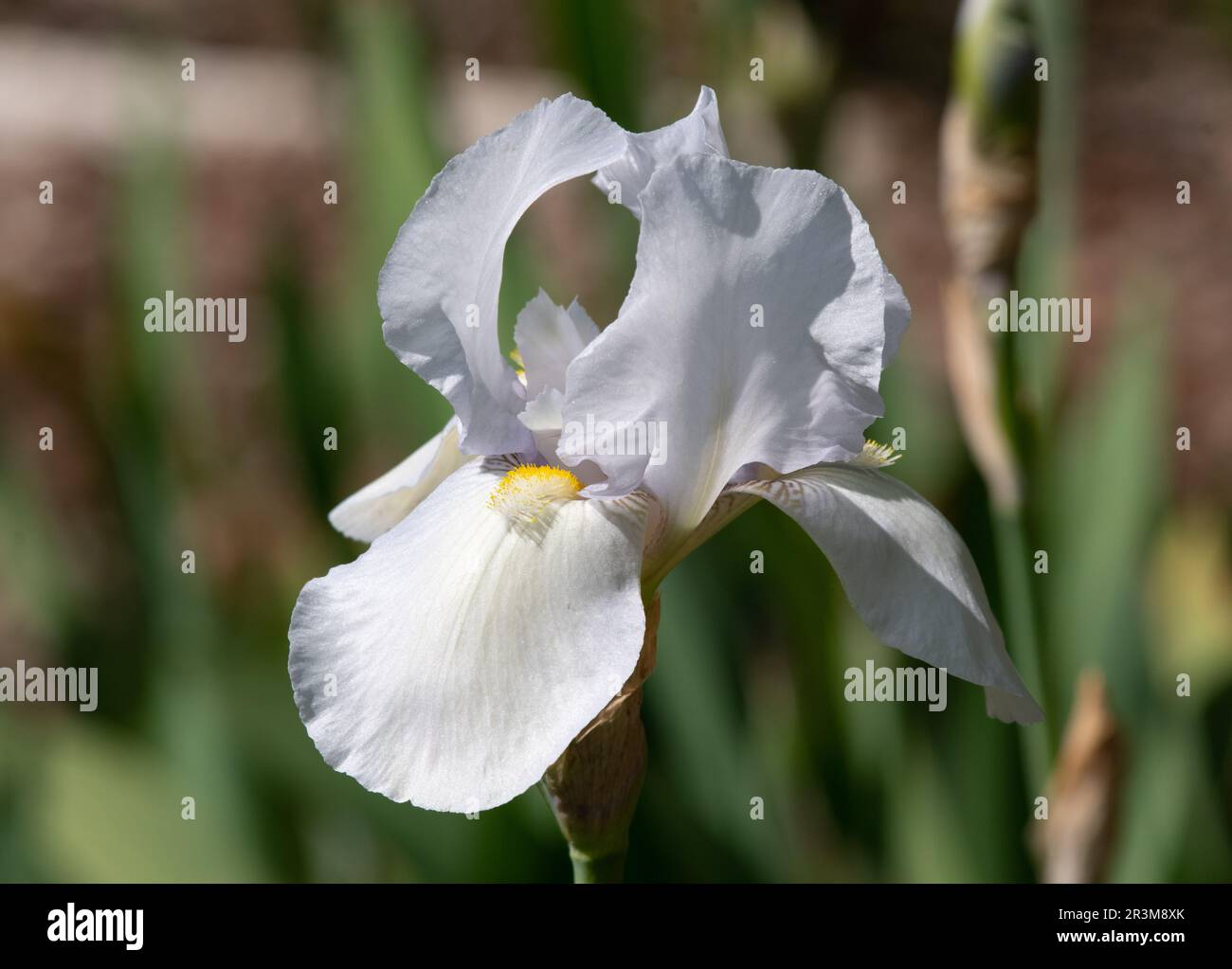Iris 'Ville Blanche' Banque D'Images