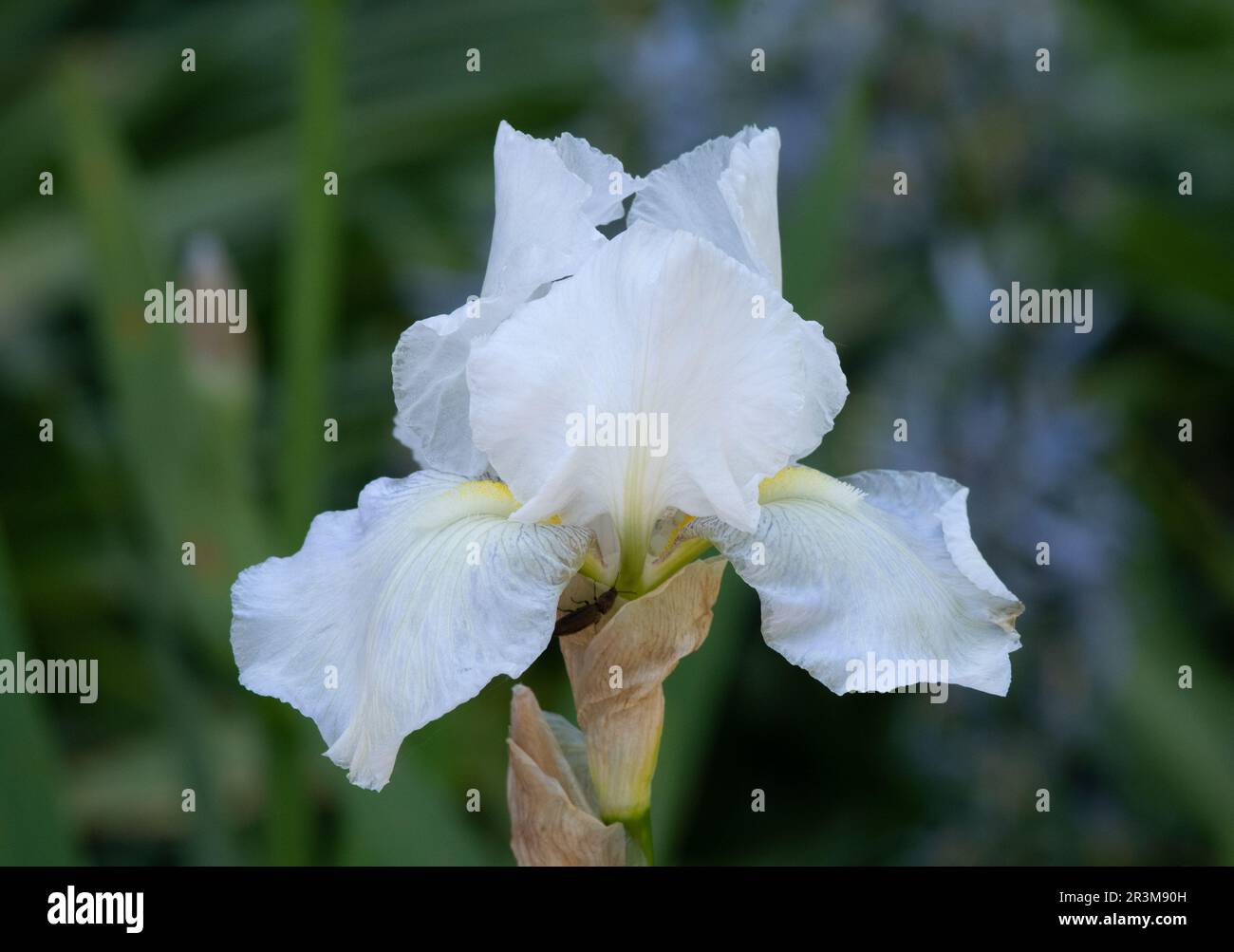 Iris 'immortalité' Banque D'Images