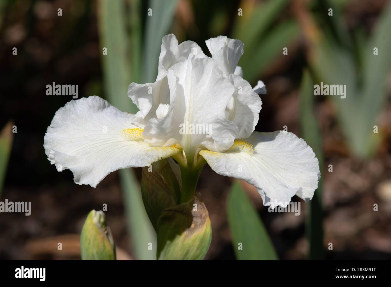 Iris « Avanelle » Banque D'Images