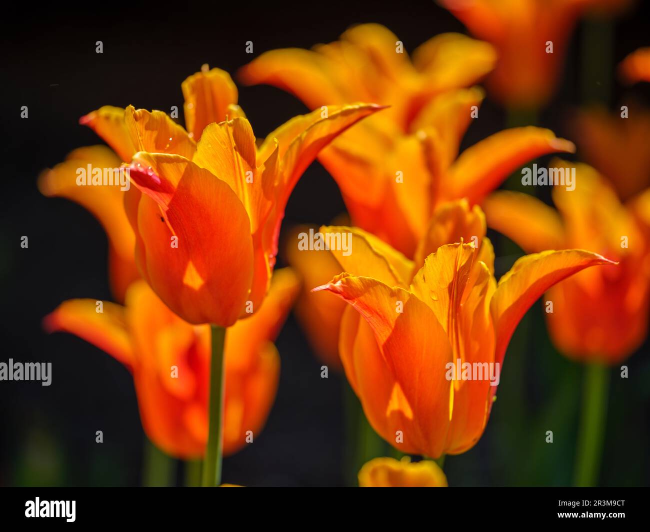 Gros plan sur la tulipe fantaisie Banque D'Images
