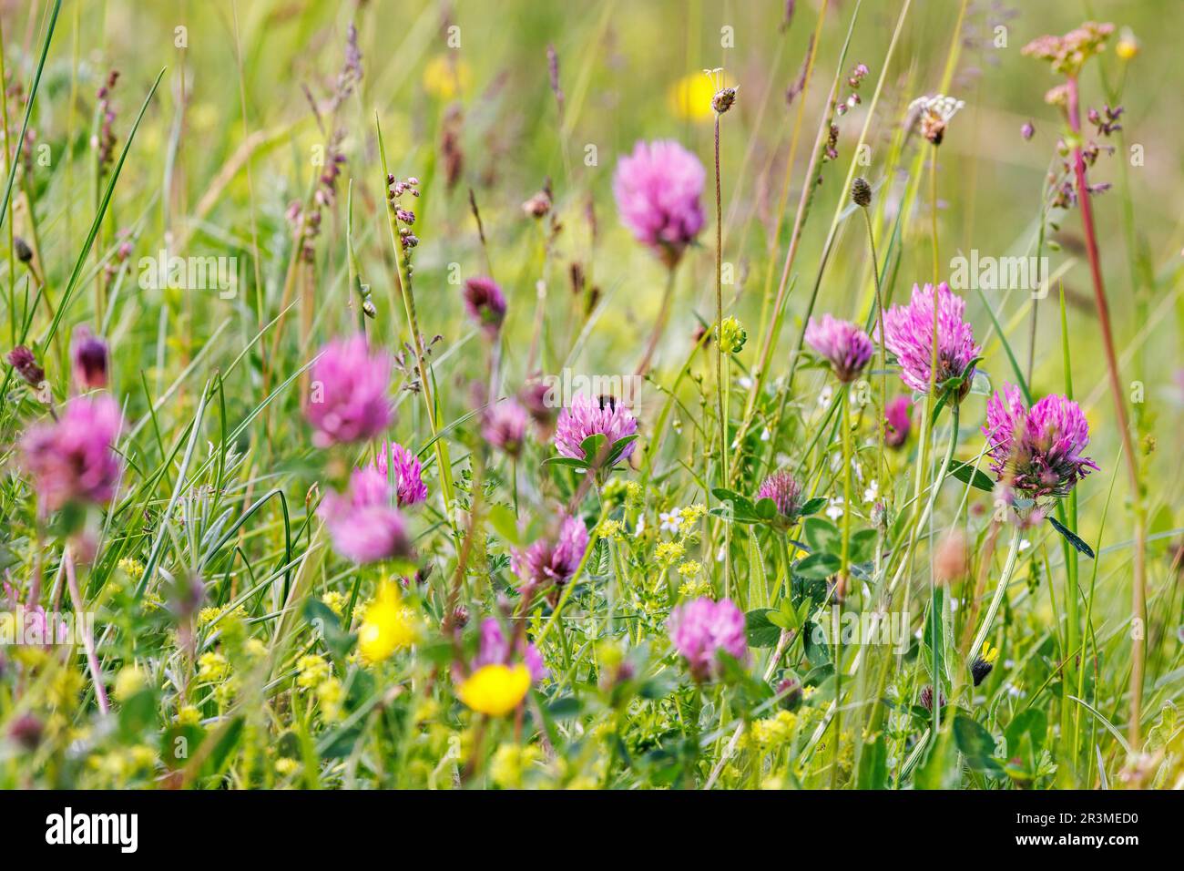 Prairie avec fleurs de trèfle rouge en été Banque D'Images