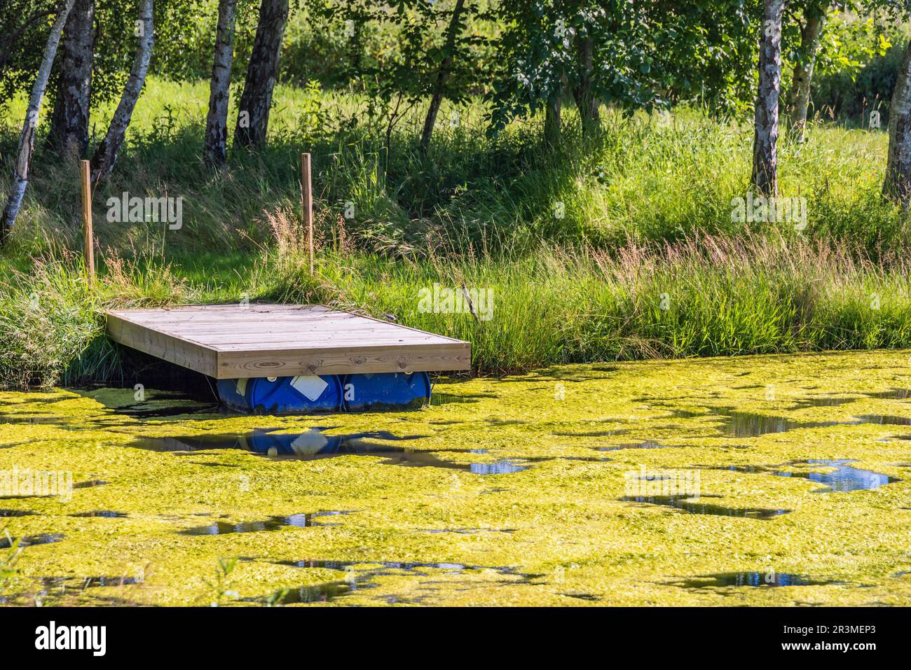 Jetée sur un lac avec de fortes algues fleurissent dans l'eau Banque D'Images