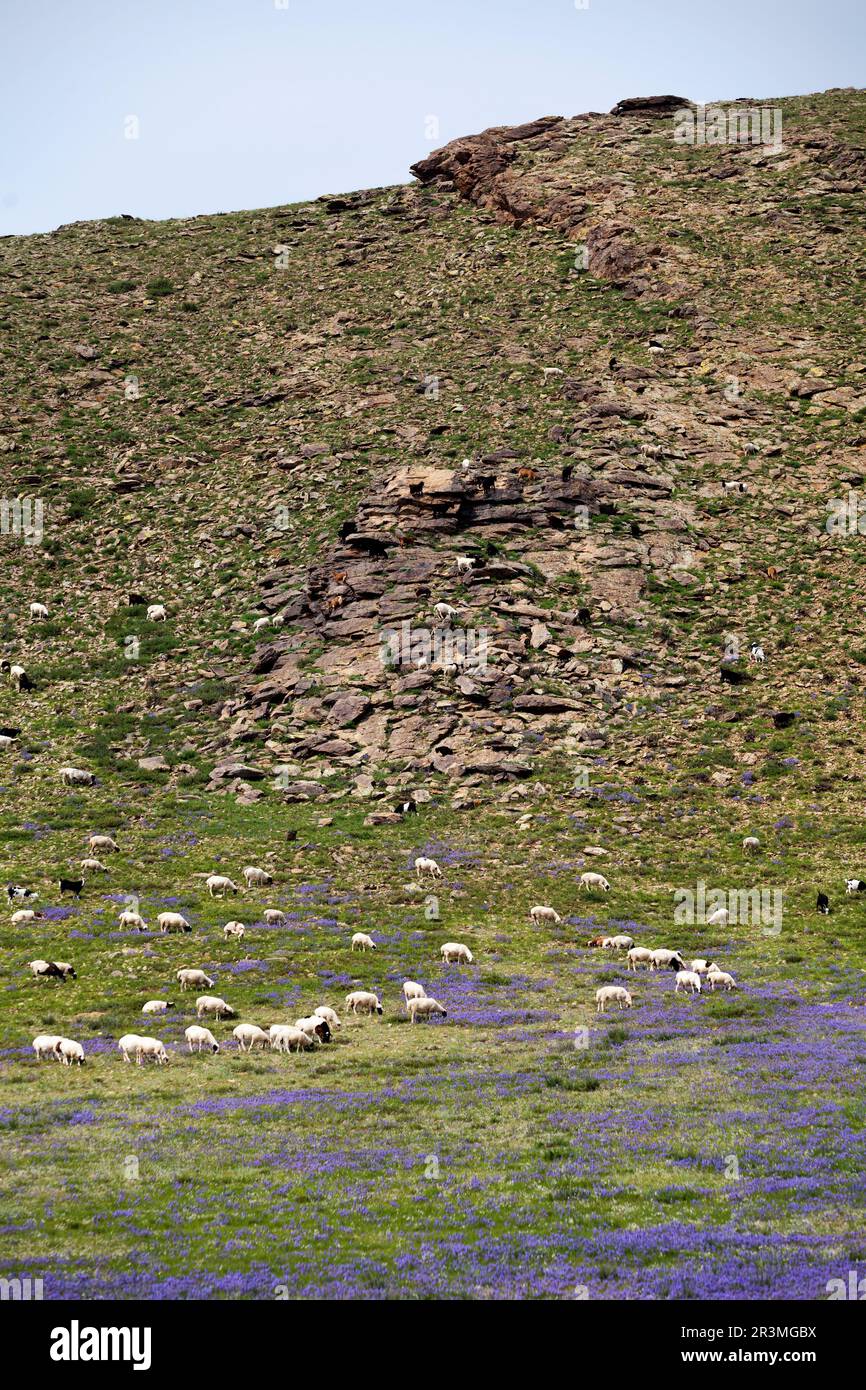 Troupeaux de moutons paissant au pied et sur le flanc d'une colline dans la province de Bulgan en Mongolie. Banque D'Images
