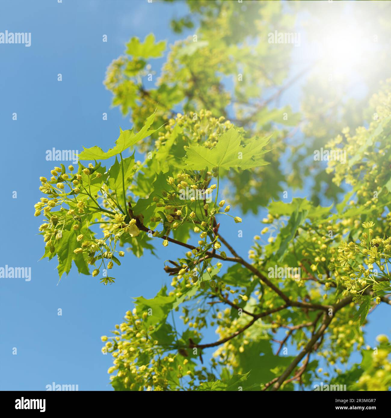 L'inflorescence et les jeunes feuilles vertes de Norvège érables Acer platanoides au printemps Banque D'Images