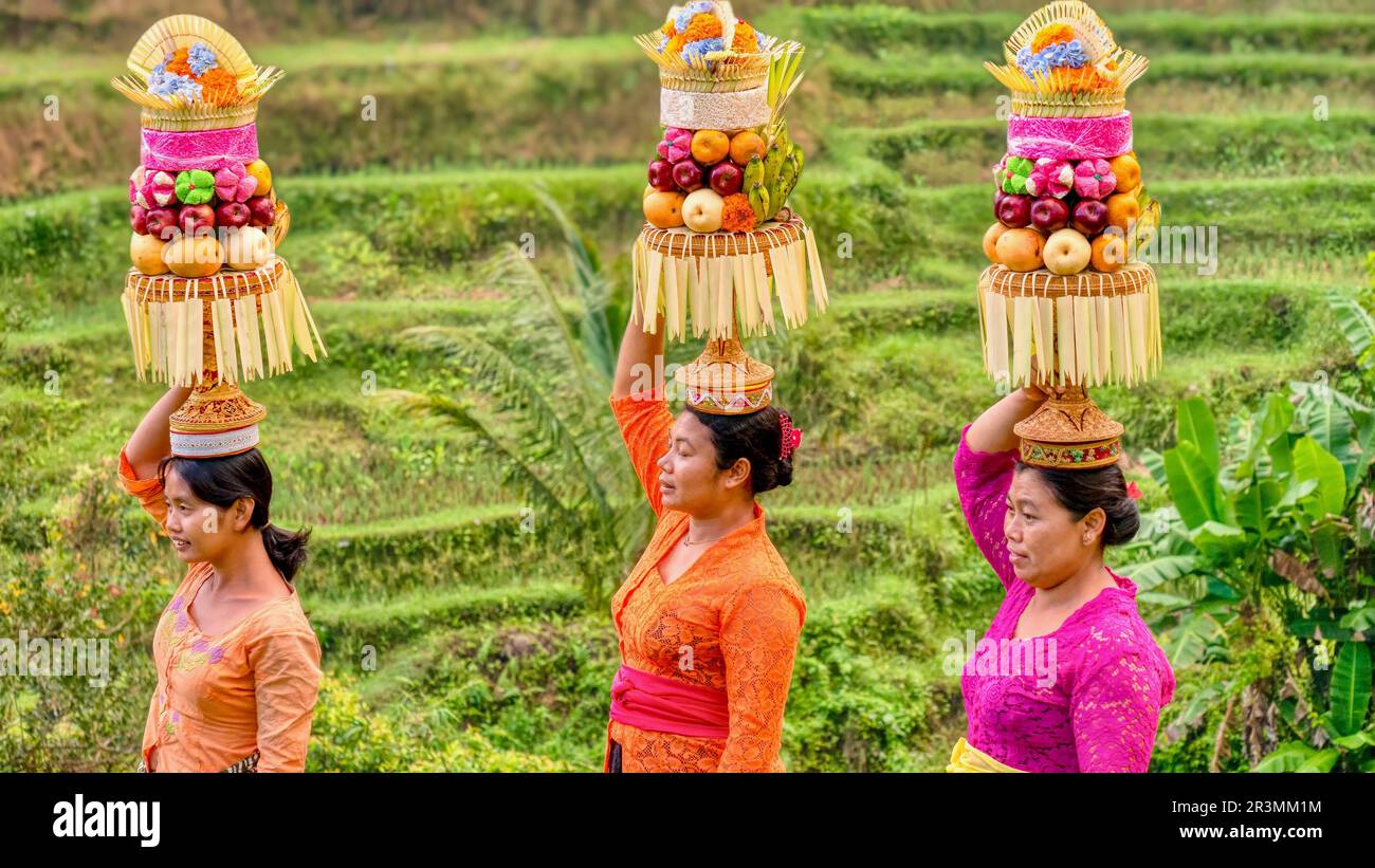 Ubud, Bali - 29 juillet 2016. Trois femmes balinaises dans un paddy de riz en terrasse portant des vêtements traditionnels de cérémonie équilibre hauts paniers de fruits. Banque D'Images