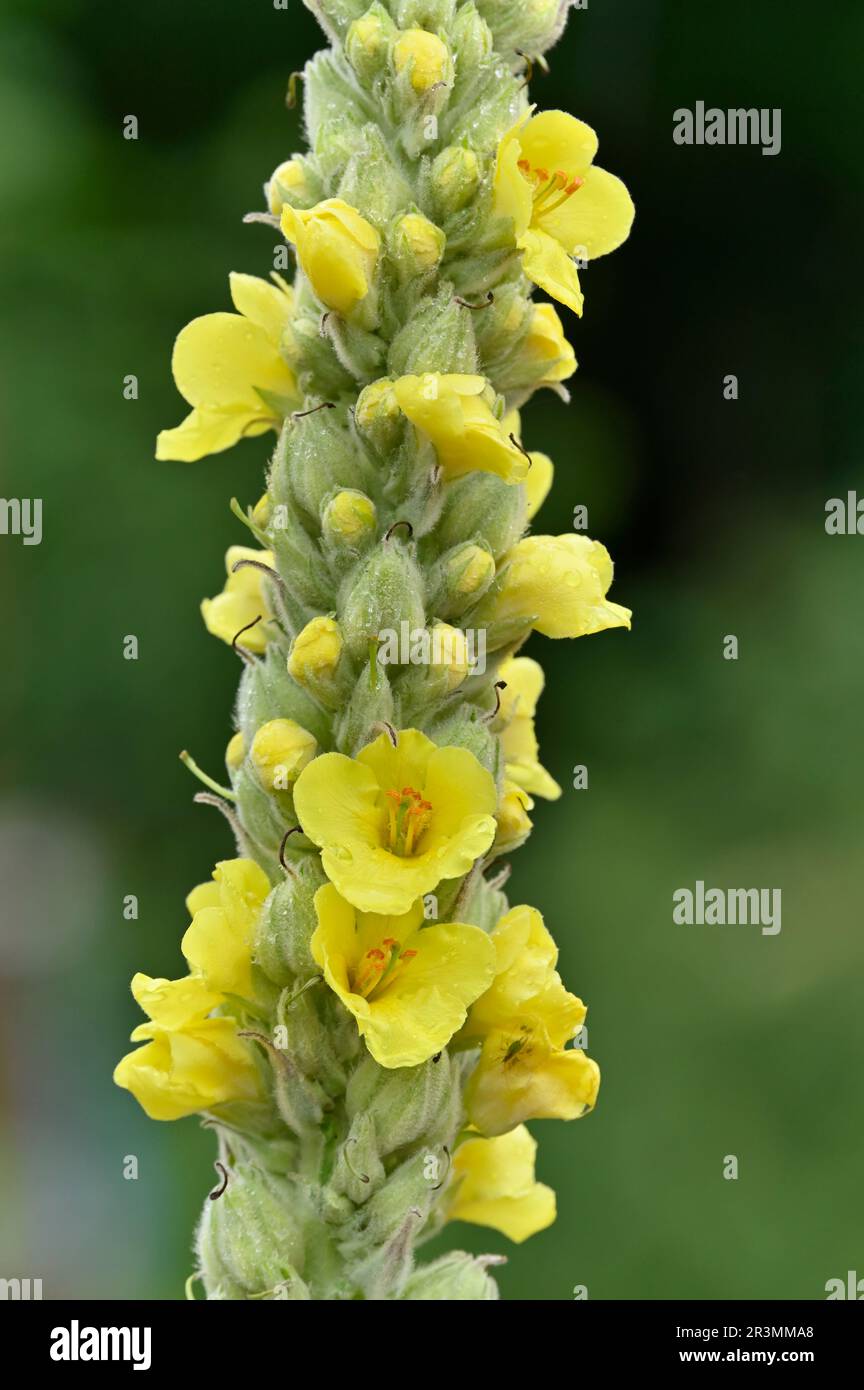 Grand Mullien (Verbascum thapsus) gros plan de la pousse de la fleur sur un sol pierreux à la réserve naturelle nationale de St Abbs Head, Berwickshire, Écosse Banque D'Images