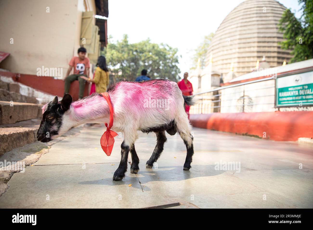 Une chèvre sacrificielle blanche décorée de guirlandes de soucis dans la cour intérieure du temple historique de Kamakhya à Assam, en Inde. Banque D'Images