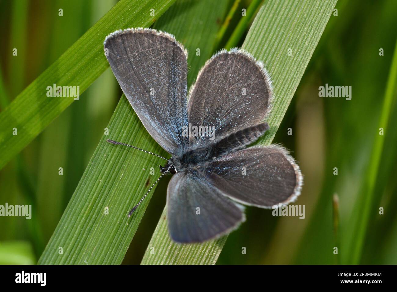 Petit papillon bleu, Ormsgill Slag Heaps, Barrow, Cumbria. Un sol toxique issu des travaux miniers, mais récupéré comme réserve naturelle. Banque D'Images