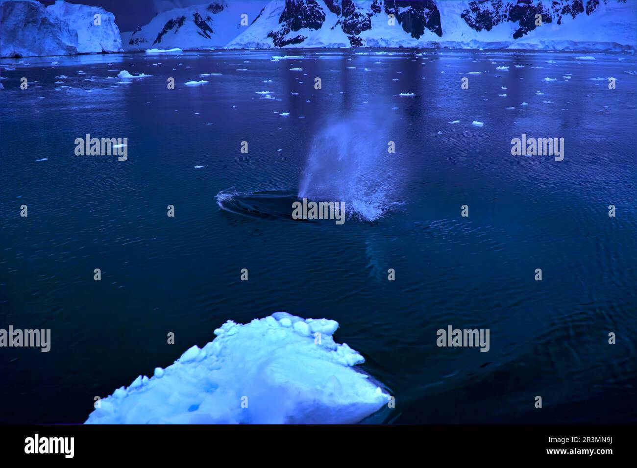 Une baleine naque près de la surface au crépuscule dans l'Antarctique Banque D'Images