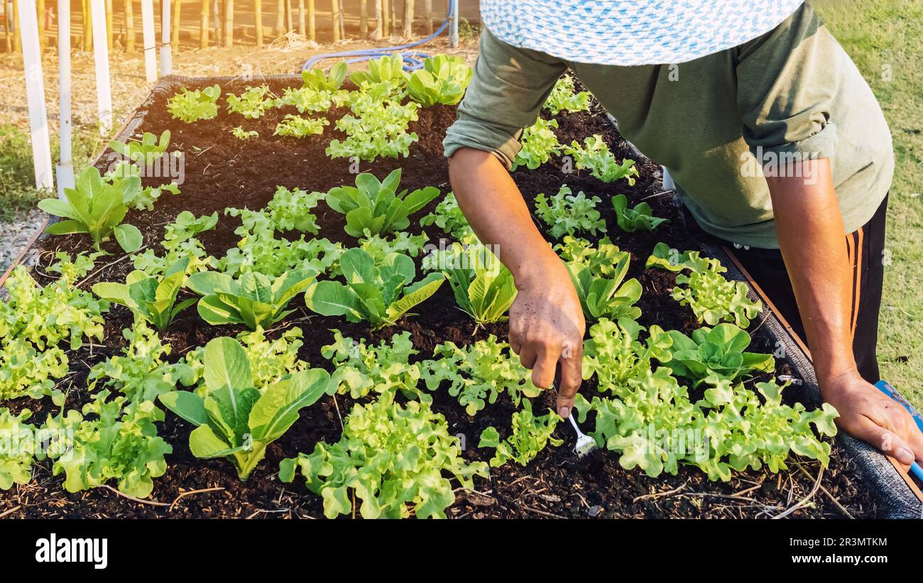 Main d'un fermier mâle utilisant une fourchette alimentaire pour la pelle de terre pour cultiver des vers de terre dans un potager biologique. Utiliser un équipement simple pour l'agriculture. Gar Banque D'Images