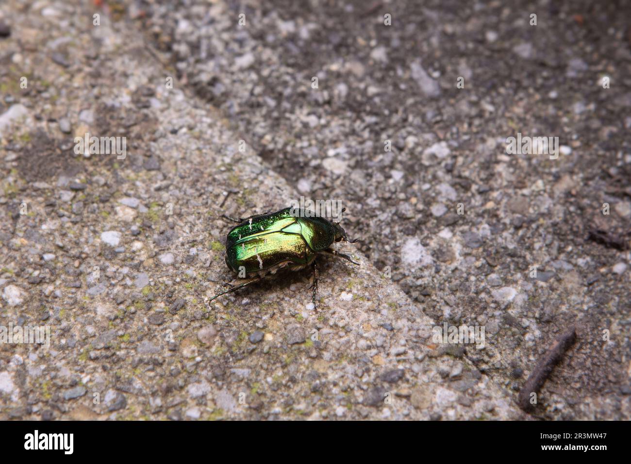 Cetonia aurata, vert rosé de frottement, avec belle coquille verte dorée brillante sur fond neutre. Coléoptère doré métallique. Banque D'Images