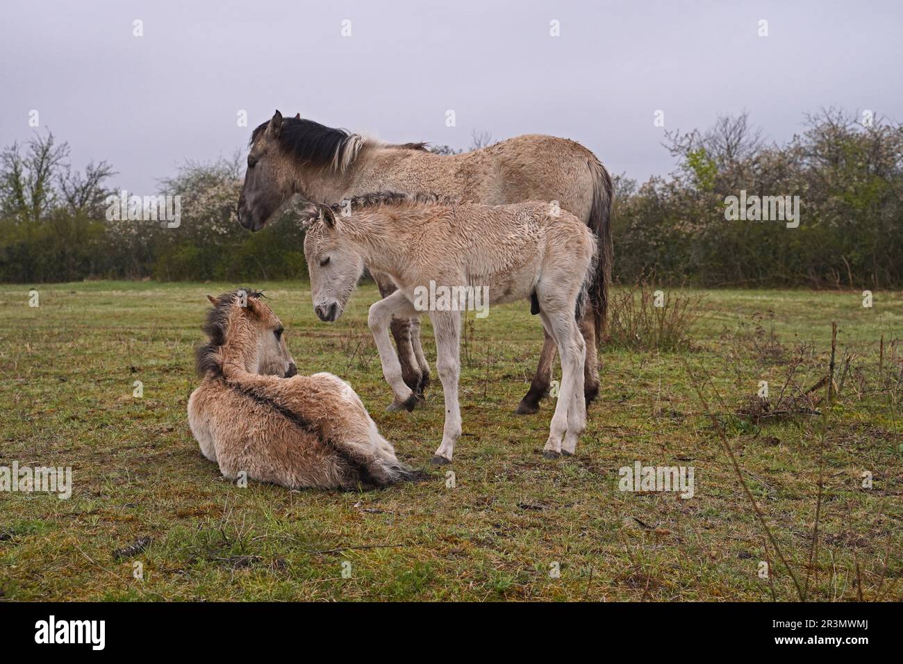 Konik chevaux sauvages en mars en Saxe Anhalt Banque D'Images