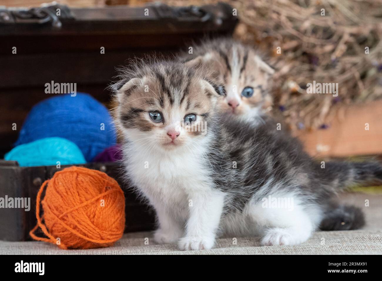 Deux chatons écossais de tabby près de la poitrine de dower décorative avec des boules de laine multicolores sur un fond rustique Banque D'Images