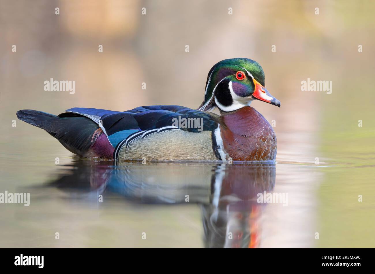Un mâle de canard en bois avec réflexion nageant dans un étang local au printemps Banque D'Images