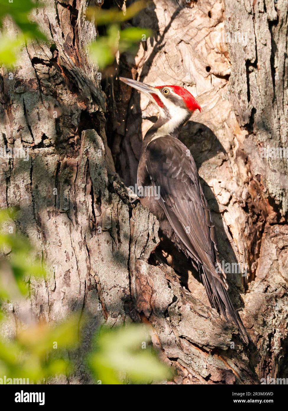 Portrait de pic de bois piléé assis sur un tronc d'arbre dans la forêt, Québec, Canada Banque D'Images
