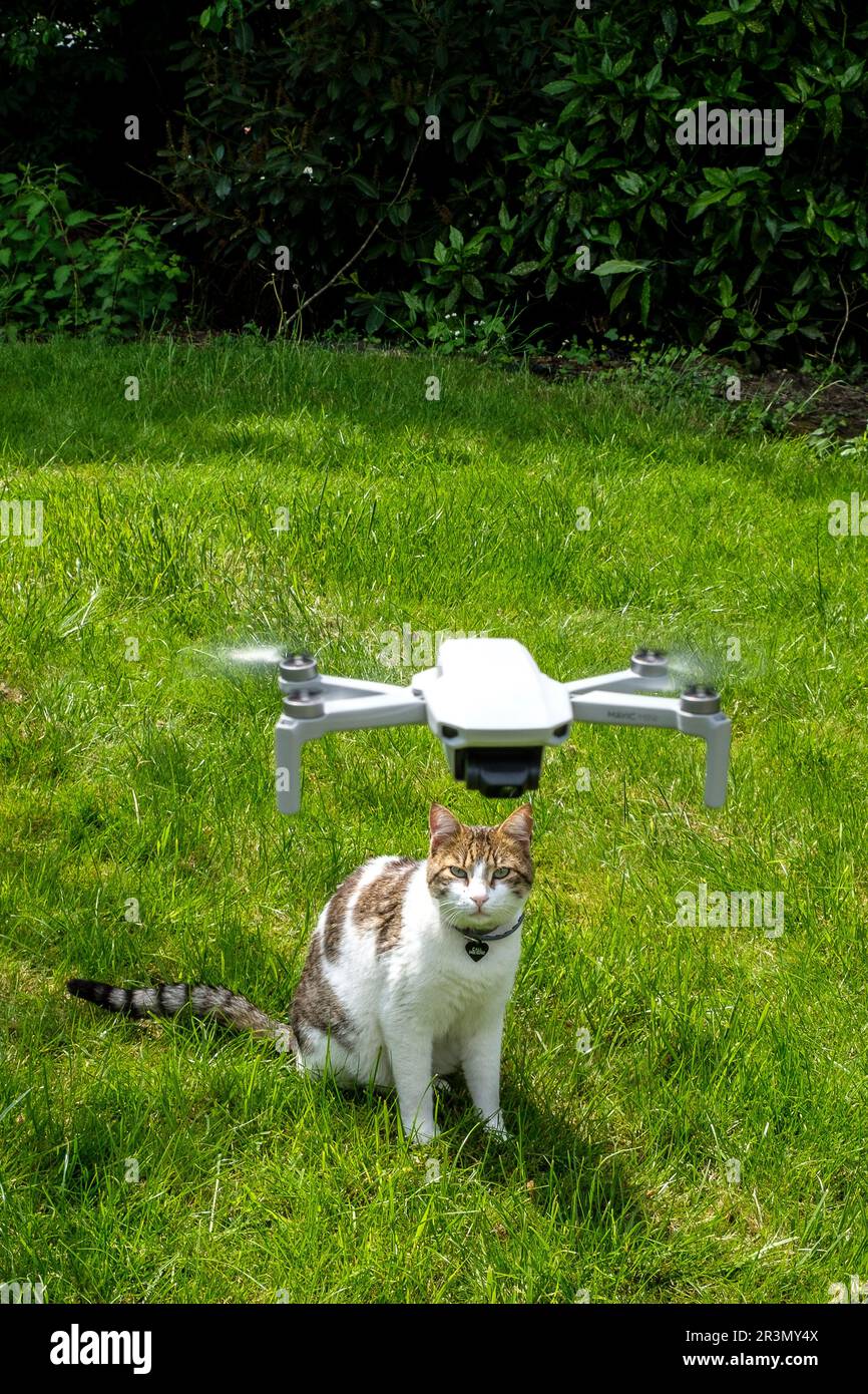 Drone public général de moins de 250 grammas - pas de licence requise - Chat  observant le drone volant | Drone grand public sous la limite des 250  grammes. Au Photo Stock - Alamy