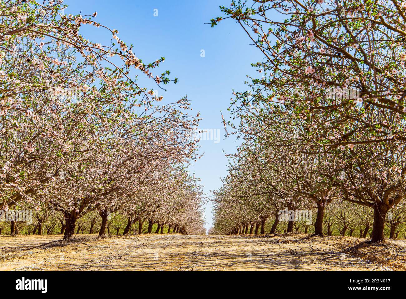 Bosquet d'arbres fleuris Banque D'Images