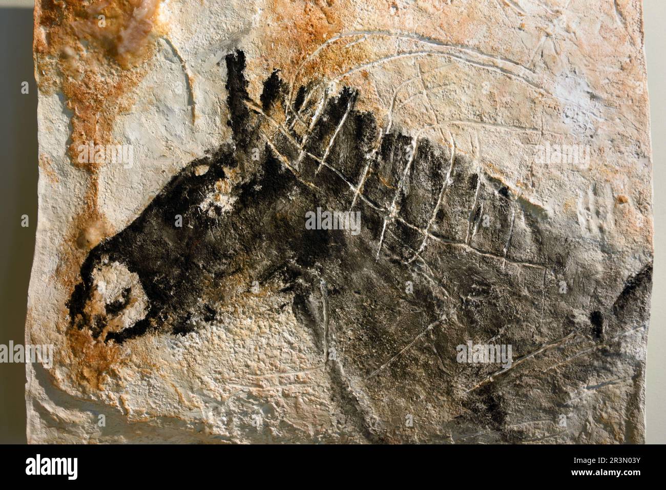 Reproduction d'art préhistorique, peinture murale paléolithique ou dessin de charbon de cheval de la grotte Cosquer Villa Méditerranée Marseille France Banque D'Images