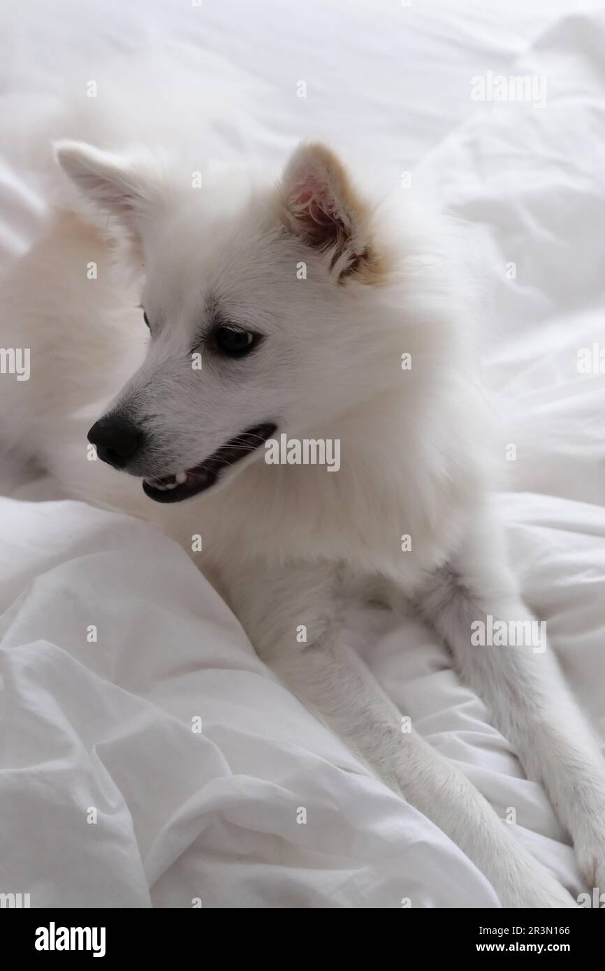 Le Kleinspitz allemand est une race élégante de chien au pelage doux et dense et à la nature amicale. Avec ses yeux alertes et son caractère ludique, Banque D'Images