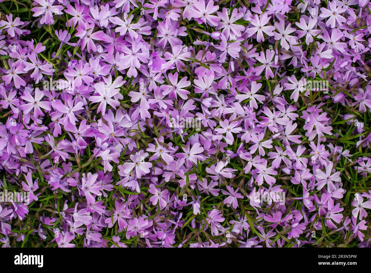 Petites fleurs violettes. Concept d'affiche. Pose à plat. Banque D'Images