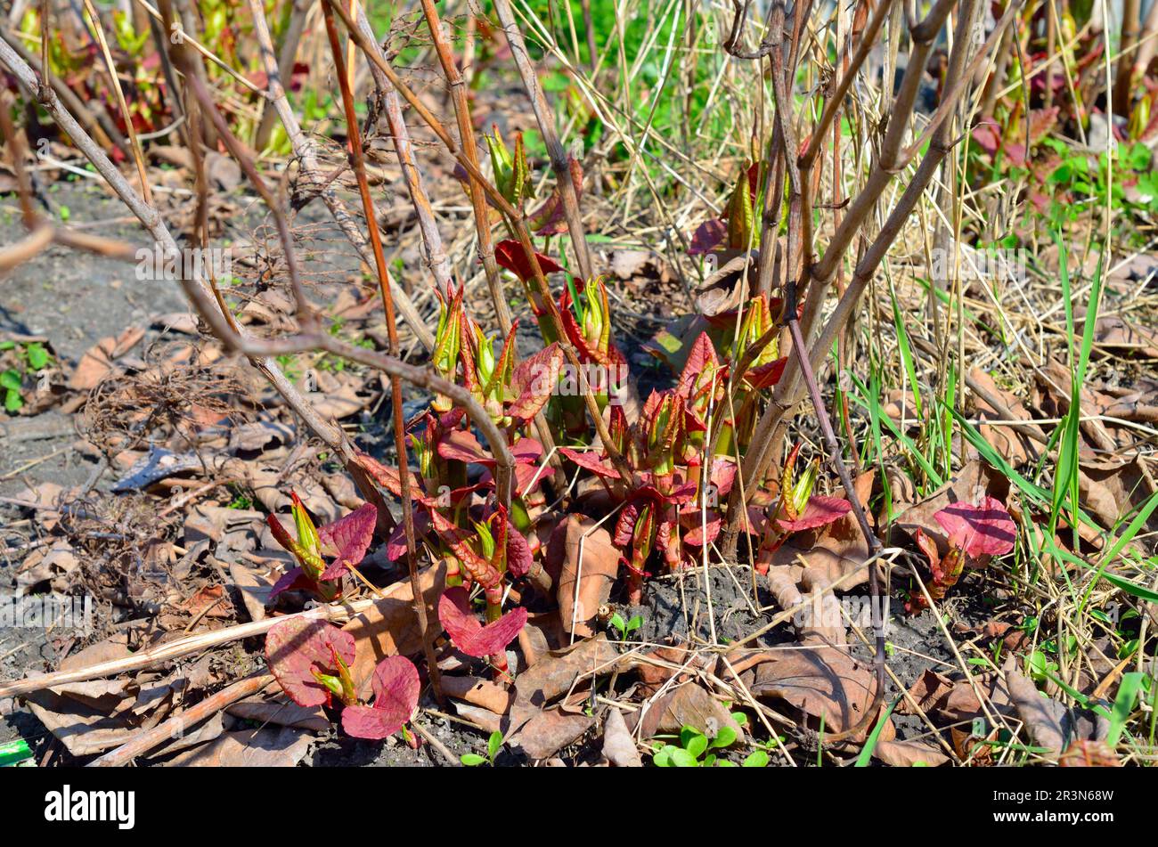 Reynoutria japonica. Les noms les plus courants sont le nouweed japonais et le nouweed asiatique. ressorts Banque D'Images