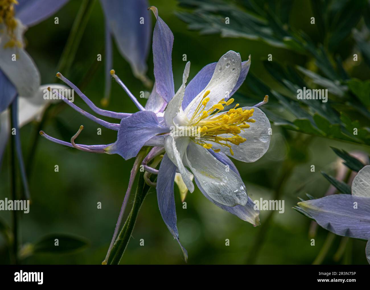 Une belle photo d'un Colorado Columbine humide de rosée a trouvé des fleurs près de Crested Butte, Colorado. Banque D'Images